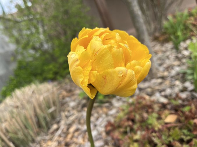 Tulipa ´Yellow Pomponette´ 1 ks