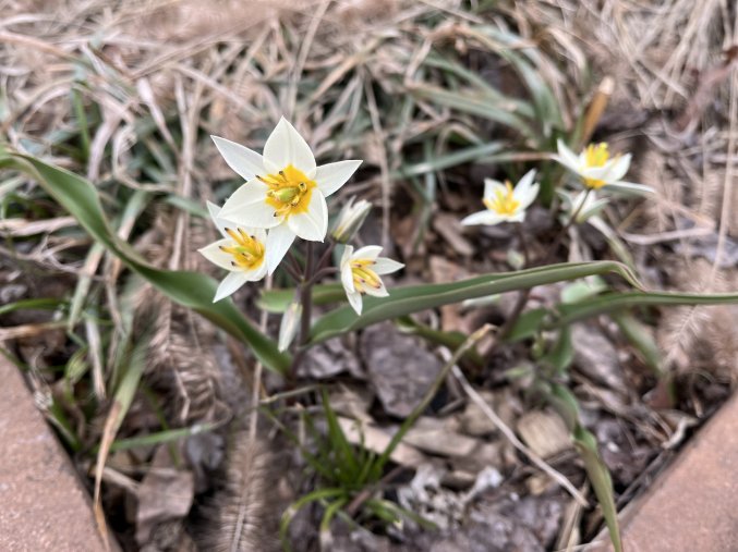 Tulipa turkestanica - botanický 1 ks