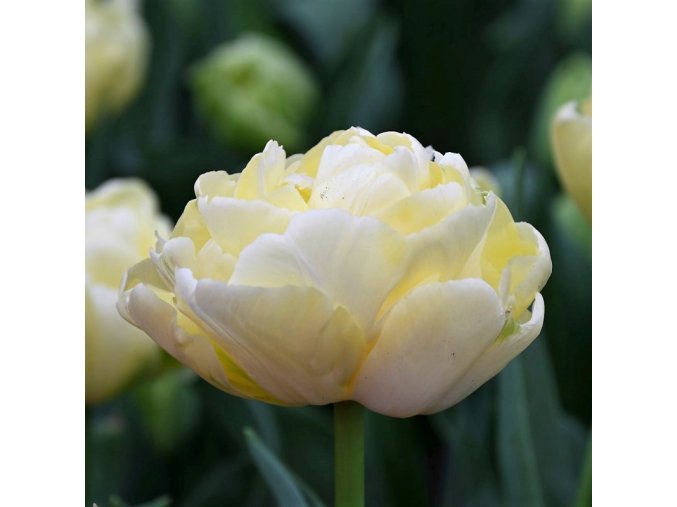 tulipa verona 63672