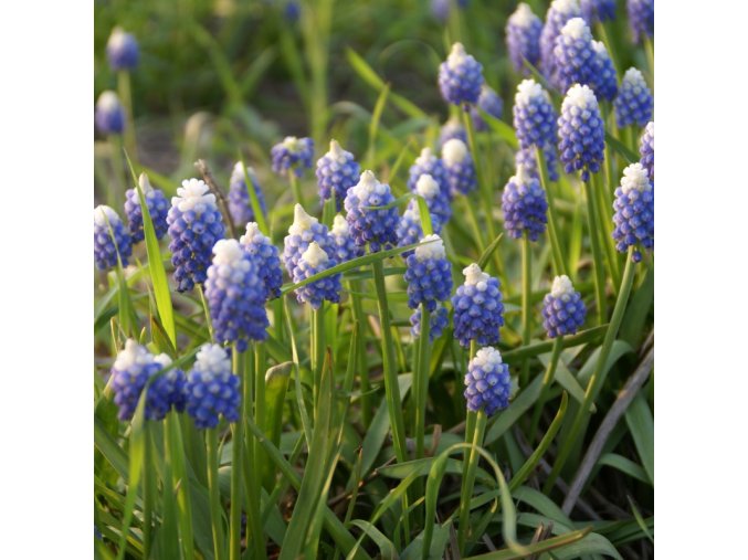 muscari aucheri ocean magic reg 1241