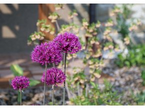 Allium purple2