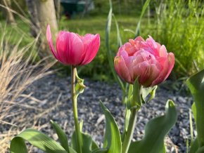 Tulipa ´Aveyron´  1 ks
