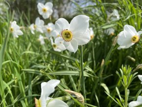 Narcissus poeticus var. recurvus 1 ks