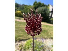 Okrasný česnek Allium ´Red Mohican´1 ks