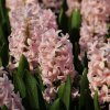 hyacinthus pink elephant 4057