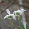 galanthus nivalis flore pleno 1132