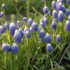 muscari aucheri ocean magic reg 1241