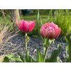 Tulipa ´Aveyron´  1 ks