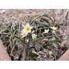 Tulipa turkestanica - botanický 1 ks