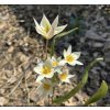 Tulipa turkestanica - botanický 1 ks