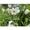 Narcissus poeticus var. recurvus 1 ks