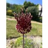 Okrasný česnek Allium ´Red Mohican´1 ks