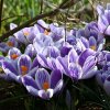 crocus vernus striped beauty 2053