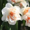narcissus pink paradise 3406