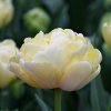 tulipa verona 63672