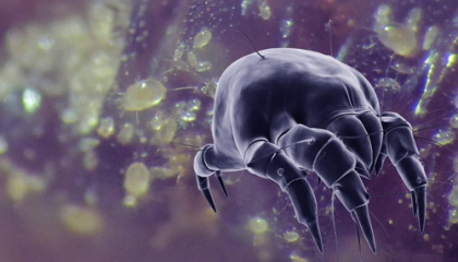 Nejvíce roztočů máme v posteli. Víme jak se jich zbavit