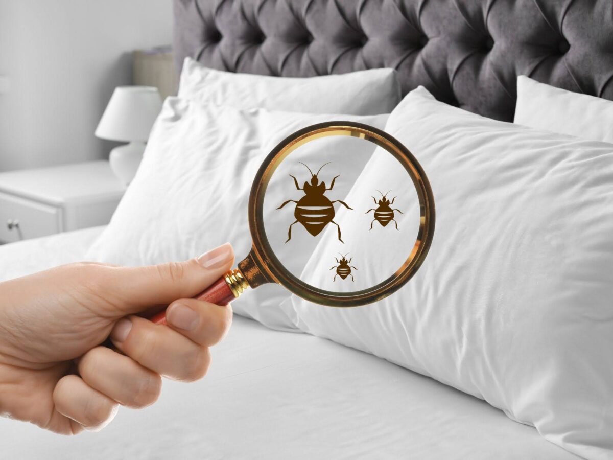 Štěnice v posteli: jak je poznat a rychle se jich zbavit?