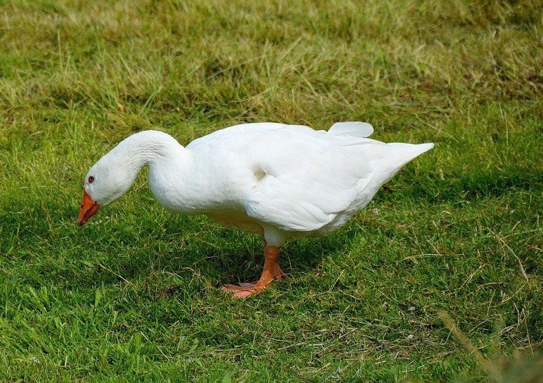 husa-husy-husí-peří-vyspimese-husi-peri