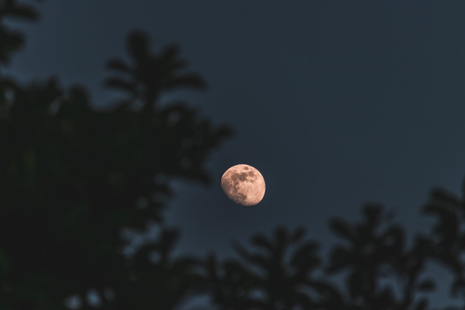 closeup-selective-focus-shot-moon-with-trees