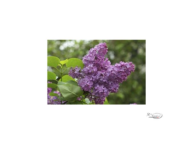 Aroma do svíček a mýdel - Šeřík