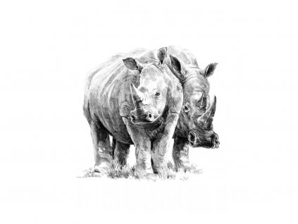 Malování SKICOVACÍMI TUŽKAMI-nosorožci