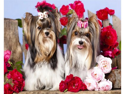 puzzle norimpex 15to39 pieces diamond painting dogs in roses 30x40cm (kopie)