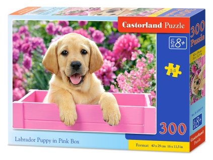 Castorland puzzle 300 dílků -Labrador v růžovém boxu