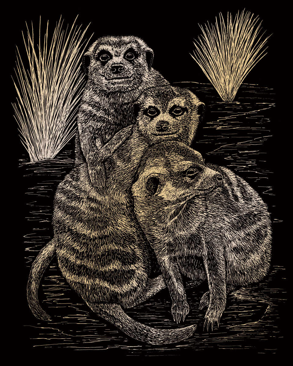 Vyškrabovací obrázek - Surikaty