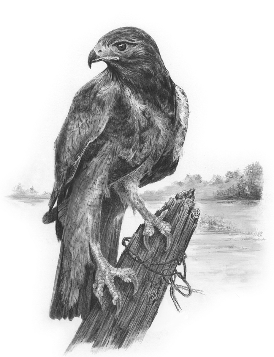 Malování SKICOVACÍMI TUŽKAMI-Jestřáb Červený