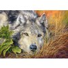 Puzzle Castorland 500 dílků - Čistá duše (vlk)