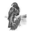 SKBN24 Hawk
