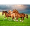 Puzzle Castor 500 dílků - Koně v jarním spěchu