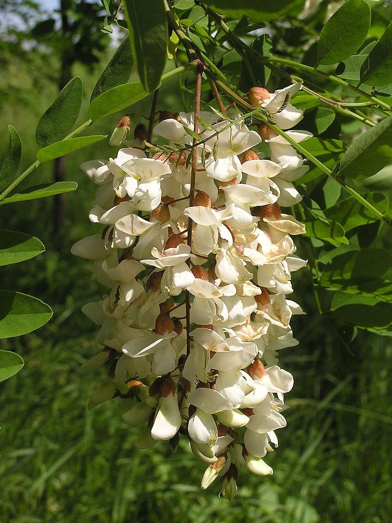 800px-Flowers_of_Robinia_pseudoacacia