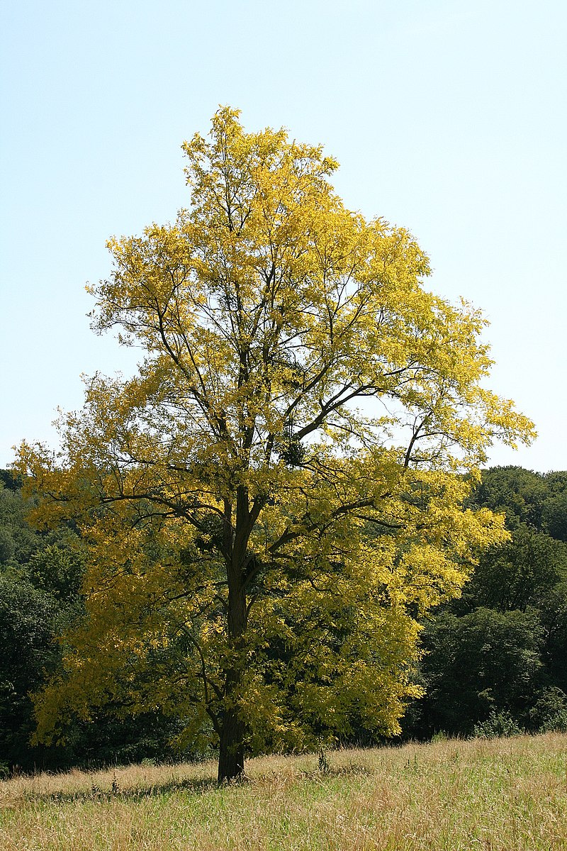 Robinia_acacia_frisia_JPG