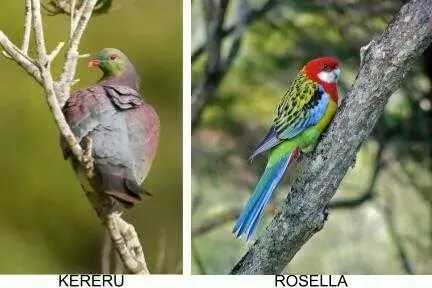 kereruarosella