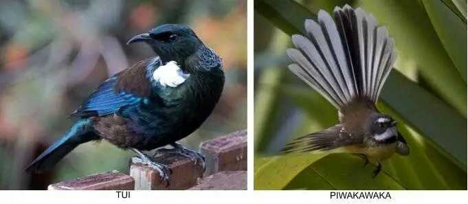tuiapiwakawaka