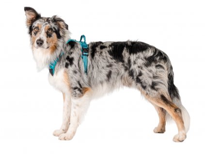Truelove TLH56512 celonastaviteľný postroj pre psa, modrý pre psy, reflexný na psa, s rukoväťou pre psov, správny, vhodný, najlepší, výbava