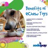 4 Benefits SodaPup ChewToy SodaPup NylonTurtle min 1024x1024@2x
