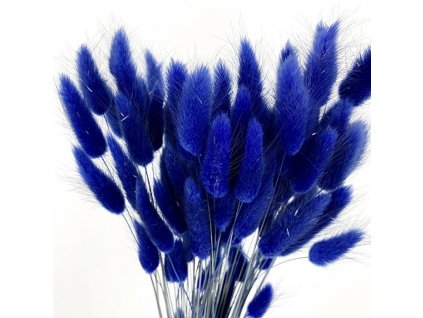 laguris modrý