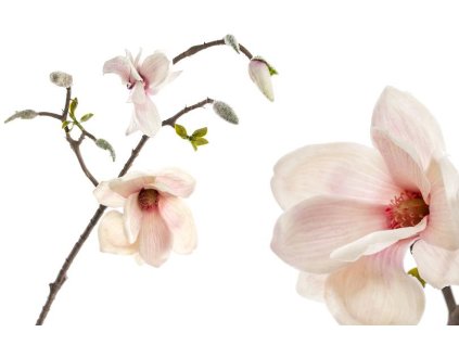 Magnolie 65cm