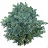 Jedle NOBILIS živé voňavé větve