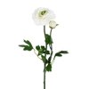 ranunculus