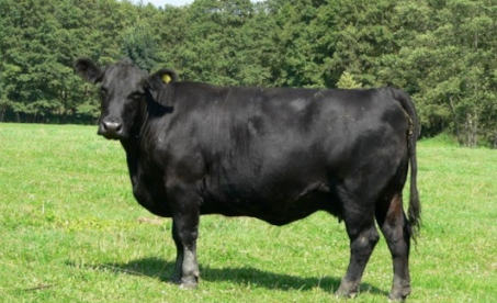 Aberdeen Angus