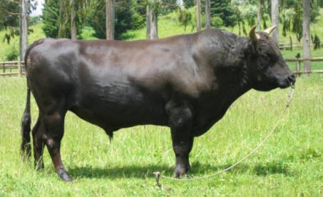 Wagyu