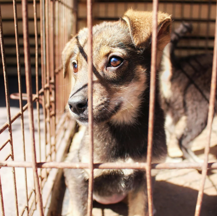 Změní Evropská unie chov psů a koček? Co nová pravidla skutečně znamenají