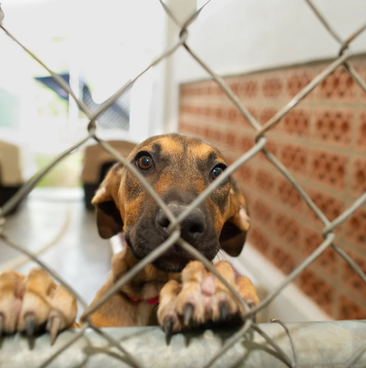 Konec množíren v Evropě? Nová pravidla EU překvapí každého majitele psa