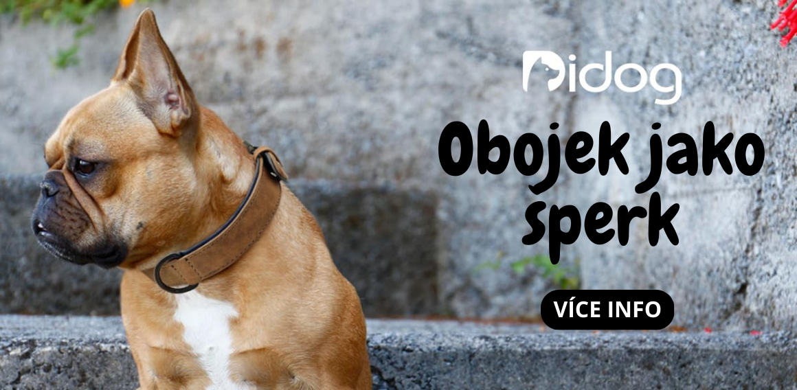 Obojek jako šperk