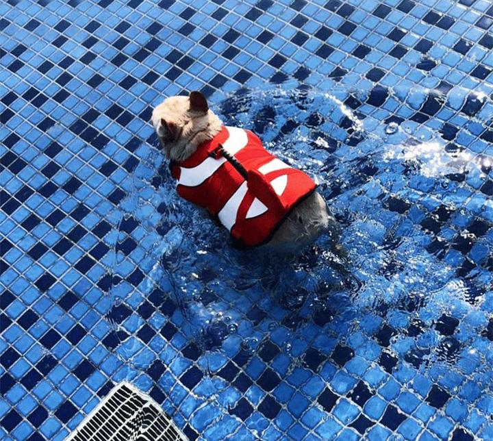 french-bulldog-sink-1