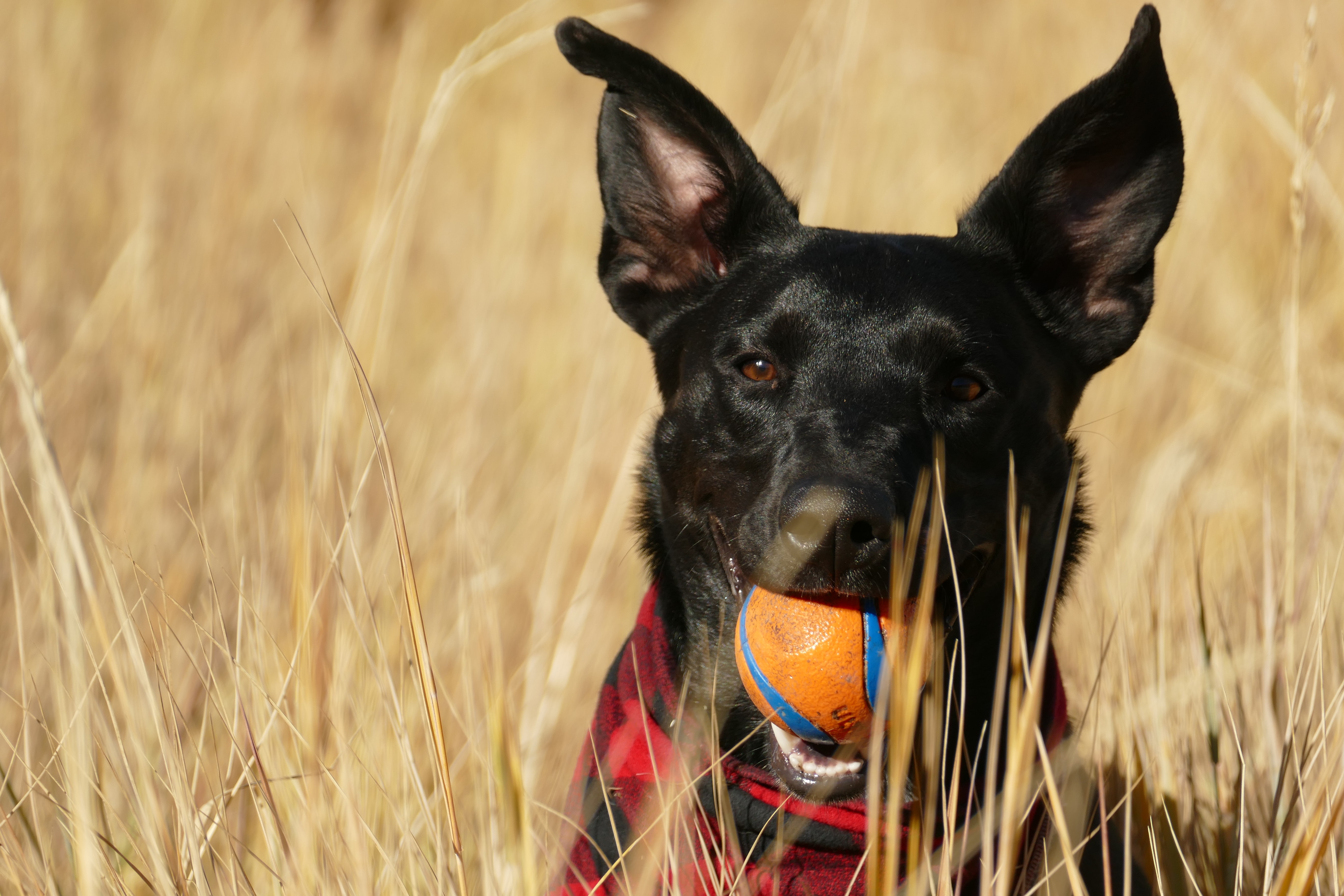 yuki-dog-7N8DLZ5WEpQ-unsplash