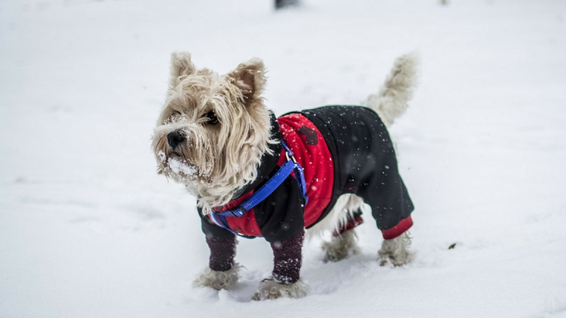 winter-dog